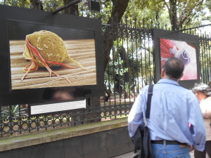 cinvestav_rejas_chapultepec_maravillas_microscopico